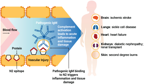 N2 Pathway: Critical to Autoimmunity